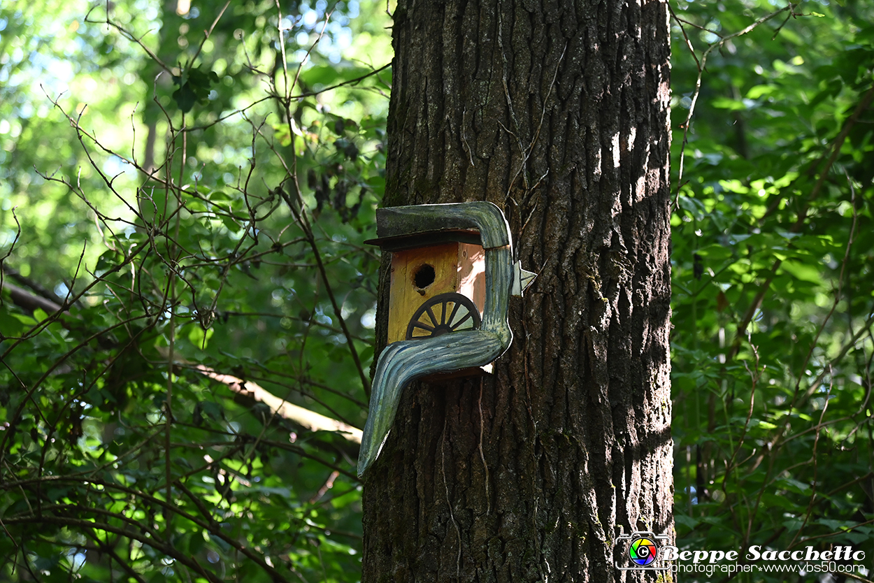 VBS_4690 - Il bosco fatato - Montaldo Roero.jpg